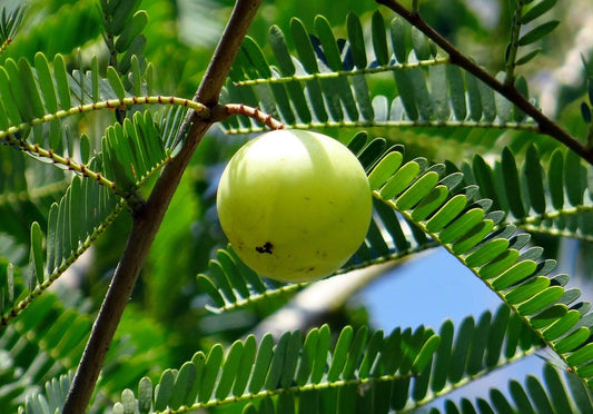 BEST AFFORDABLE Herbs For Hair Growth That ACTUALLY Work!